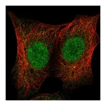 Atlas Antibodies Anti-ZSCAN10 Antibody