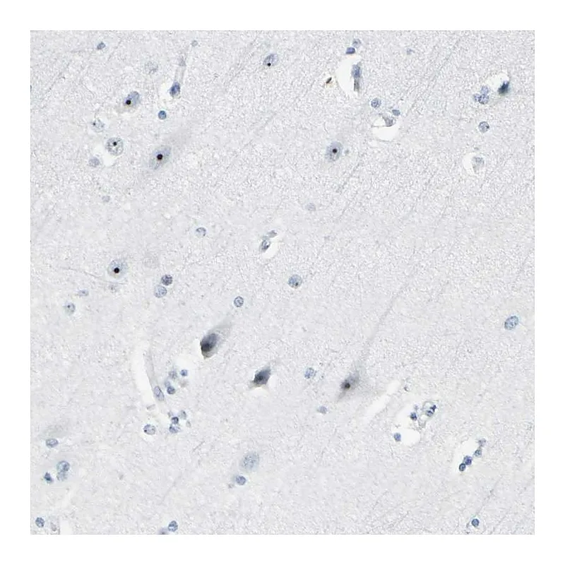 Atlas Antibodies Anti-ZSCAN1 Antibody