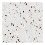 Atlas Antibodies Anti-ZSCAN16 Antibody