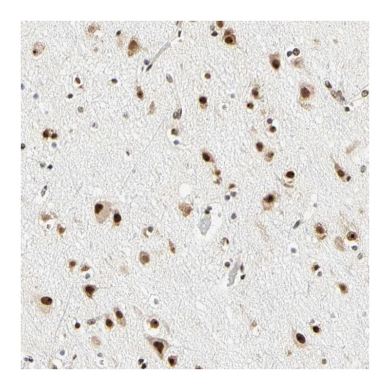 Atlas Antibodies Anti-ZSCAN16 Antibody