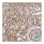Atlas Antibodies Anti-ZSCAN21 Antibody