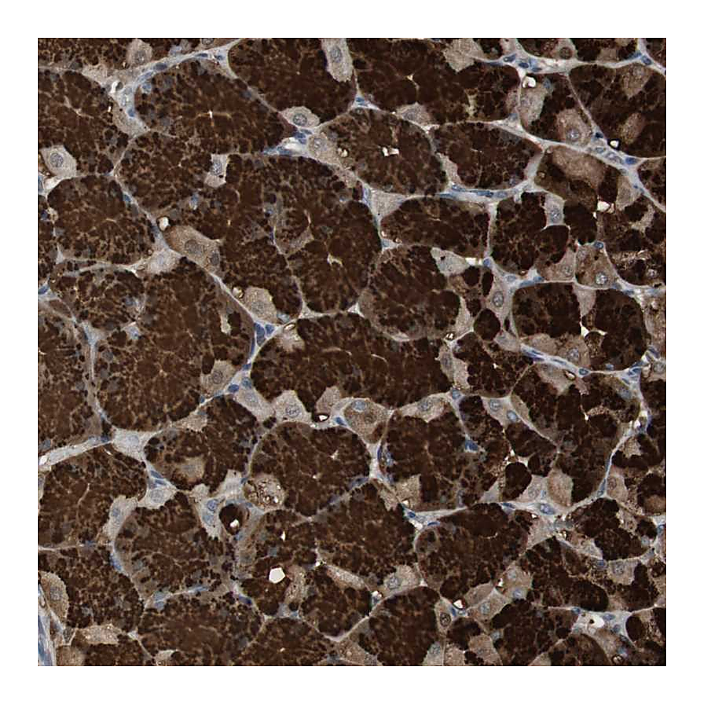 Atlas Antibodies Anti-ZSCAN22 Antibody