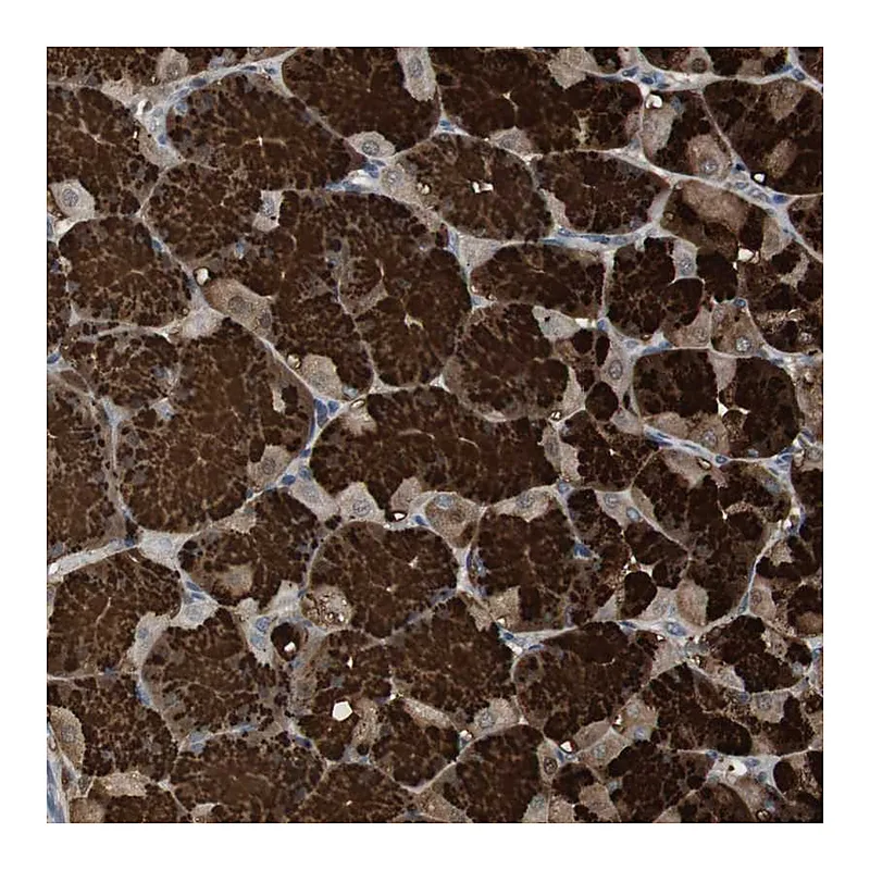 Atlas Antibodies Anti-ZSCAN22 Antibody