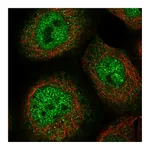 Atlas Antibodies Anti-ZSCAN26 Antibody