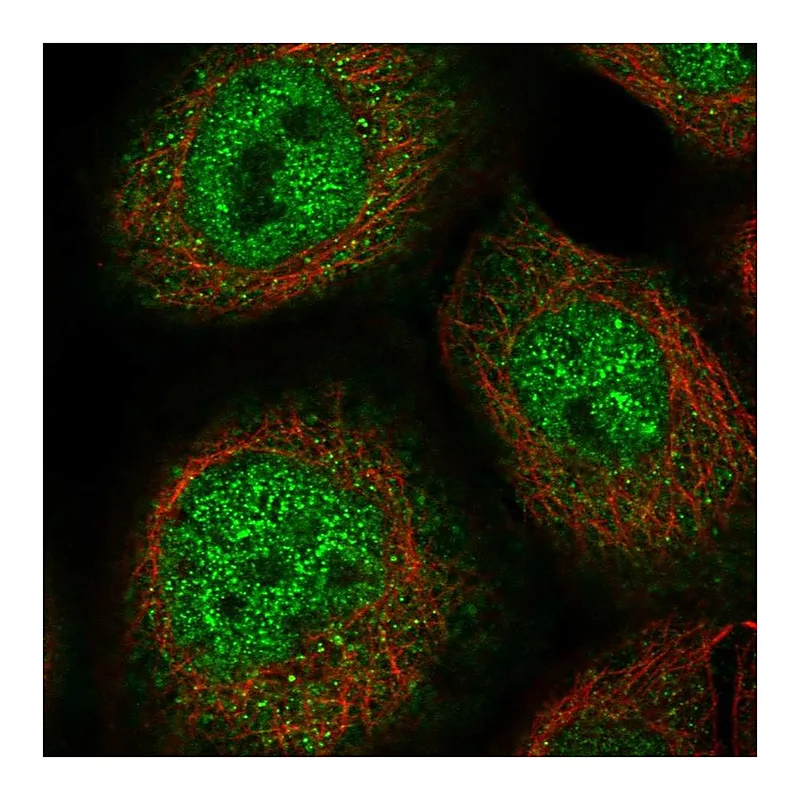 Atlas Antibodies Anti-ZSCAN26 Antibody