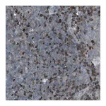 Atlas Antibodies Anti-ZSCAN32 Antibody