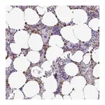 Atlas Antibodies Anti-ZSCAN5A Antibody