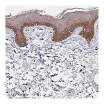 Atlas Antibodies Anti-ZW10 Antibody