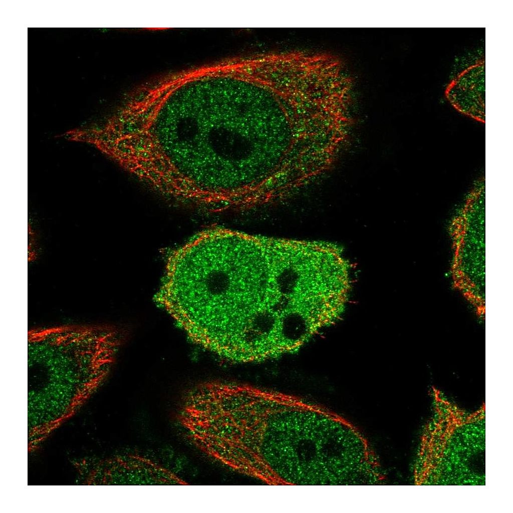 Atlas Antibodies Anti-ZWINT Antibody