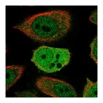 Atlas Antibodies Anti-ZWINT Antibody