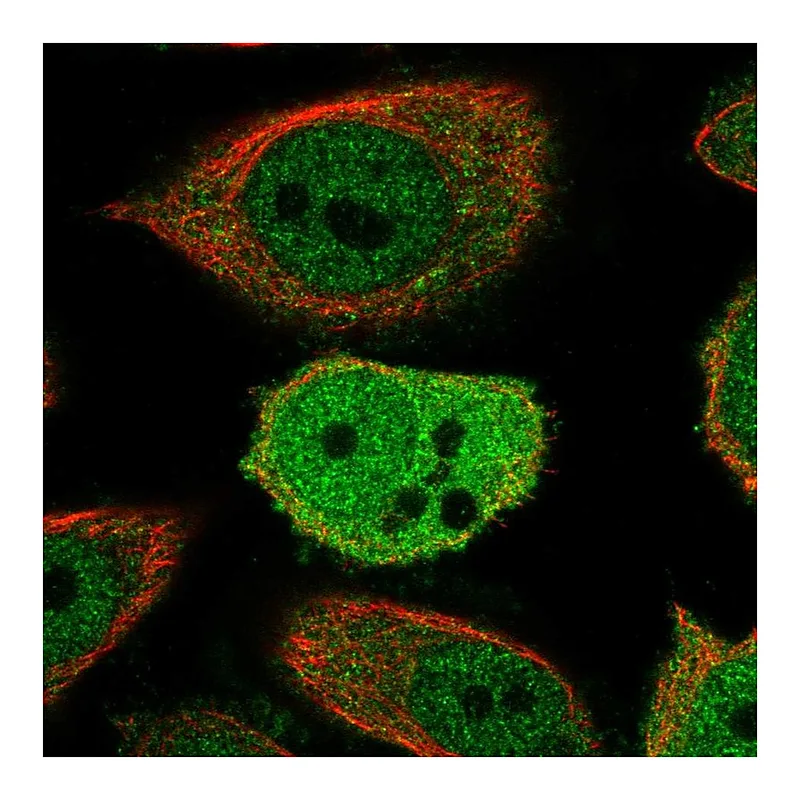 Atlas Antibodies Anti-ZWINT Antibody