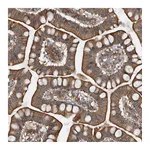 Atlas Antibodies Anti-ZWINT Antibody