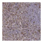 Atlas Antibodies Anti-ZYX Antibody