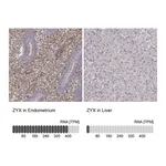 Atlas Antibodies Anti-ZYX Antibody