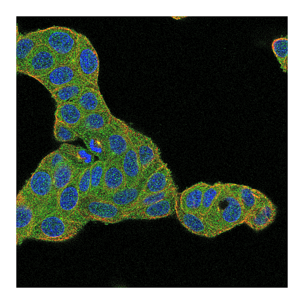 Atlas Antibodies Anti-ZYG11B Antibody
