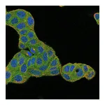 Atlas Antibodies Anti-ZYG11B Antibody