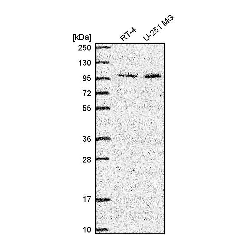 Atlas Antibodies Anti-ZXDC Antibody