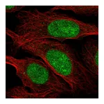 Atlas Antibodies Anti-ZZZ3 Antibody