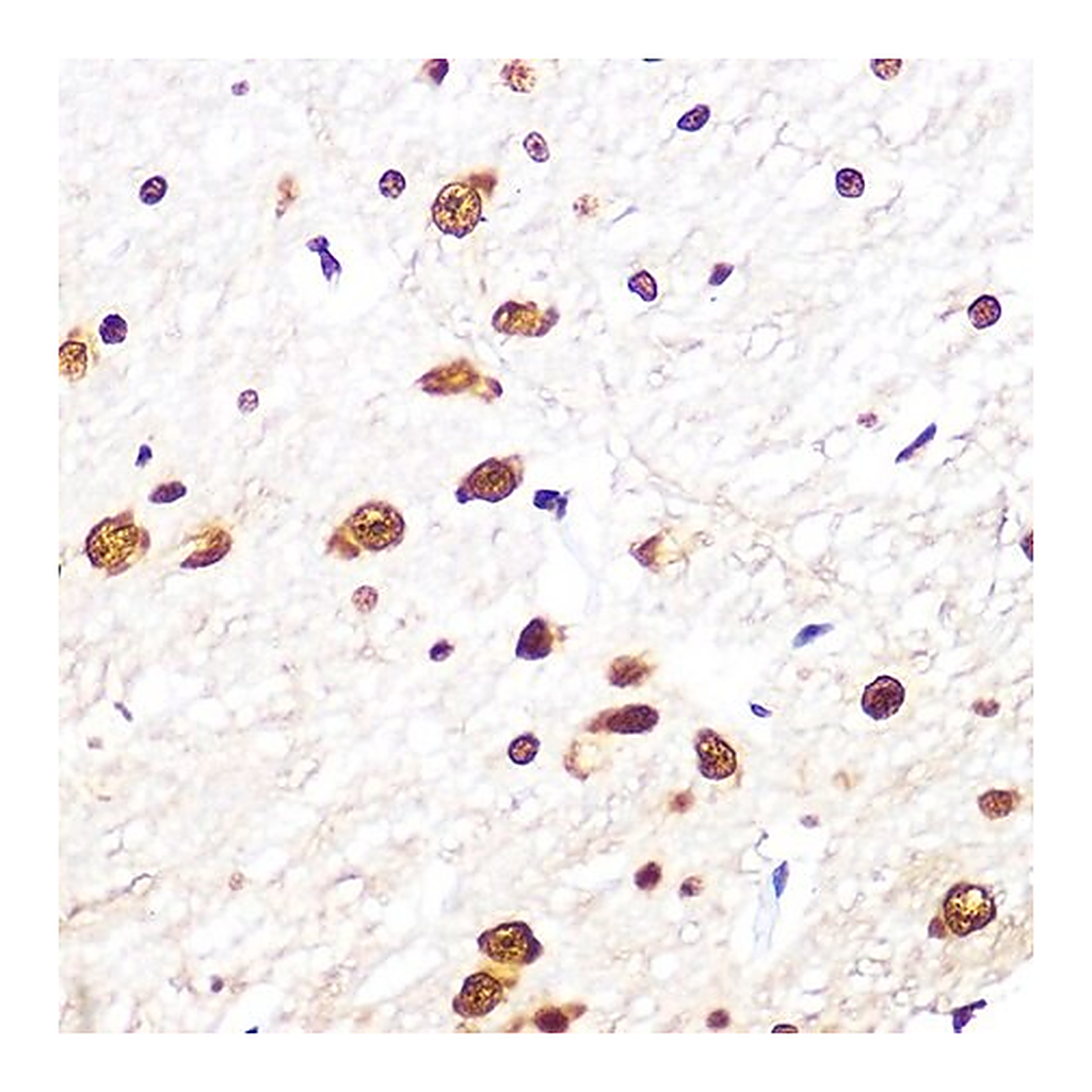 Merck Anti-SRSF1/SF2/ASF antibody produced in rabbit