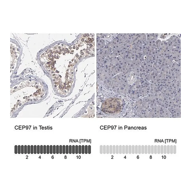Merck Anti-CEP97 antibody produced in rabbit