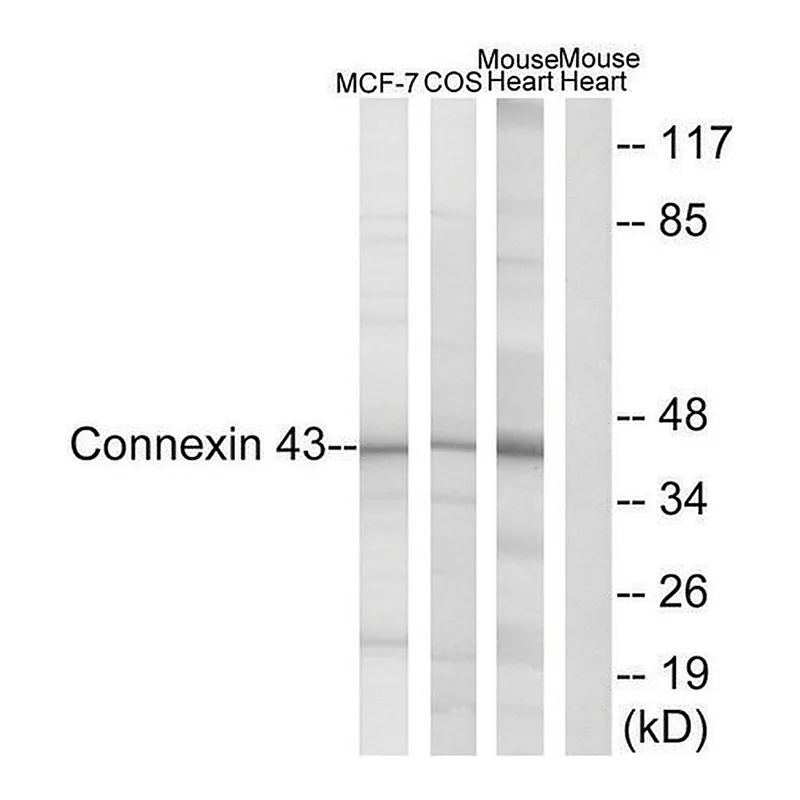 Merck Anti-Connexin 43 antibody produced in rabbit