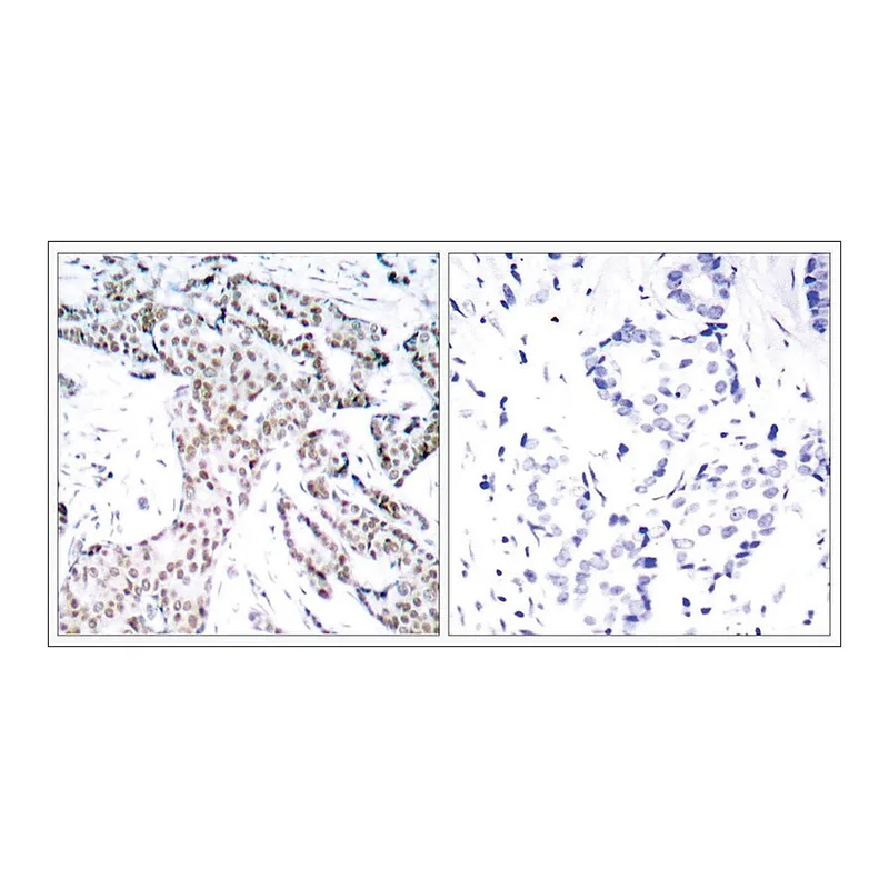 Merck Anti-phospho-STAT3 (pSer727) antibody produced in rabbit