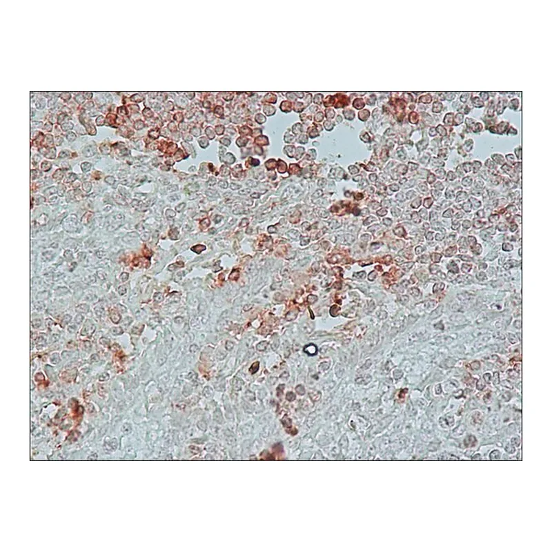 Merck Anti-Chicken IgY (IgG) (whole molecule)-Peroxidase antibody produced in rabbit