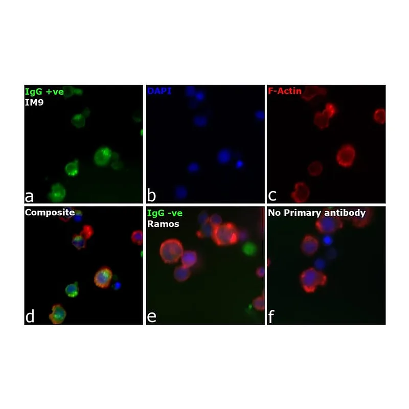 Thermo Fisher Scientific F(ab`)2-Goat anti-Human IgG (H+L) Secondary Antibody