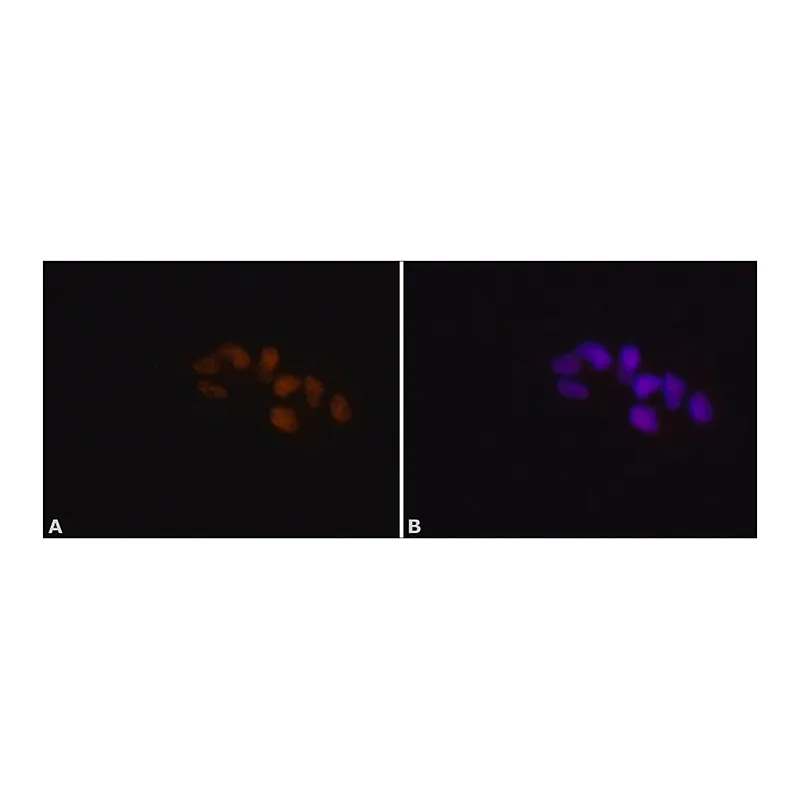 Merck Anti-ADAR1 antibody produced in rabbit