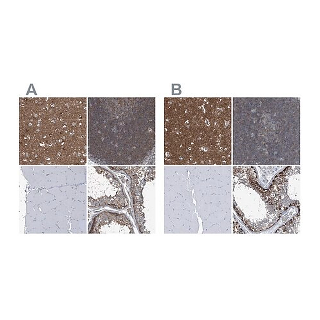 Merck Anti-SEPT7 antibody produced in rabbit