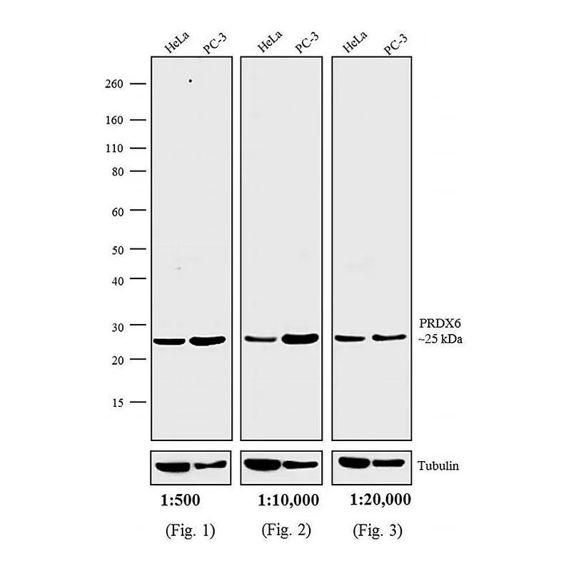 Thermo Fisher Scientific F(ab`)2-Goat anti-Rabbit IgG (H+L) Secondary Antibody, AP