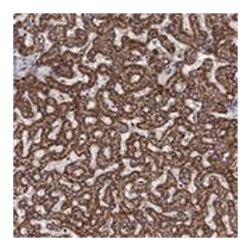 Merck Anti-ALDH4A1 antibody produced in rabbit