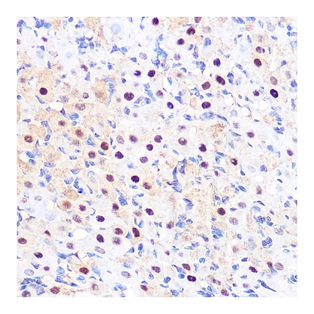 Merck Anti-LXRalpha antibody produced in rabbit