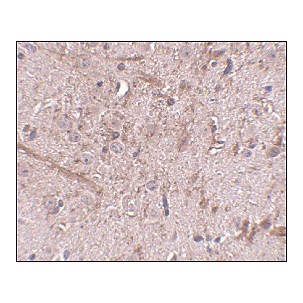 Merck Anti-TOM70 antibody produced in rabbit