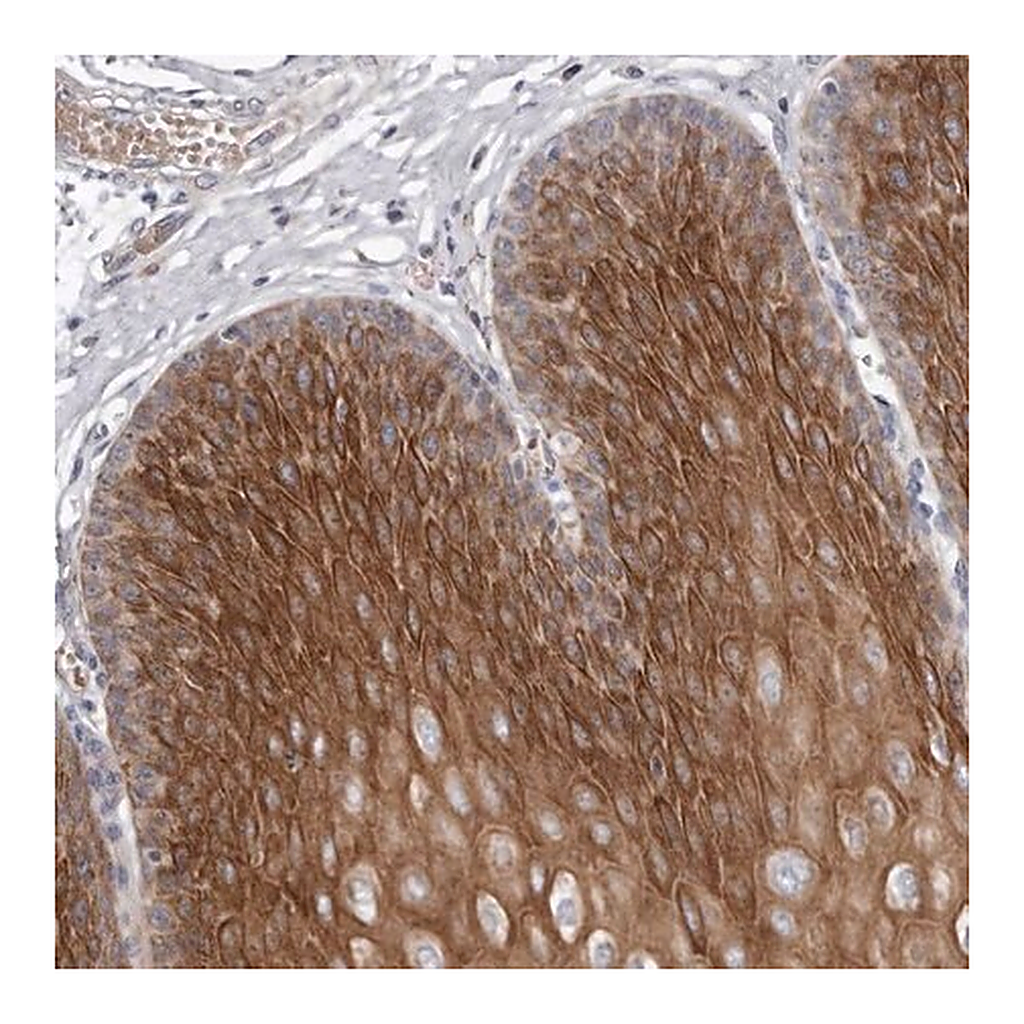 Merck Anti-TECR antibody produced in rabbit