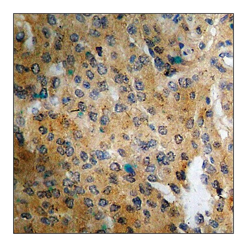 Merck Anti-phospho-Connexin 43 (pSer368) antibody produced in rabbit
