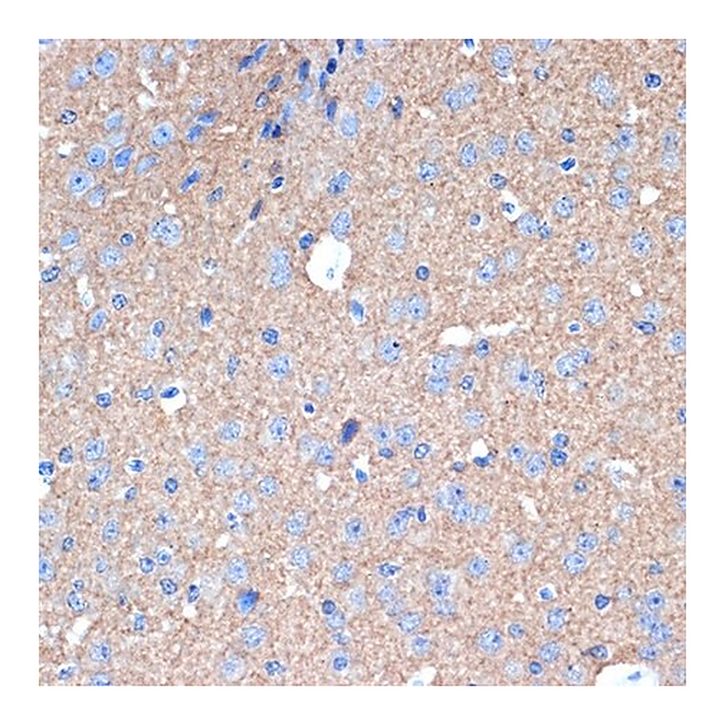 Merck Anti-STX1A antibody produced in rabbit