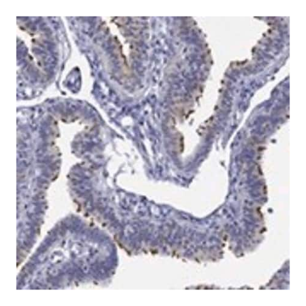 Merck Anti-DNAL1 antibody produced in rabbit