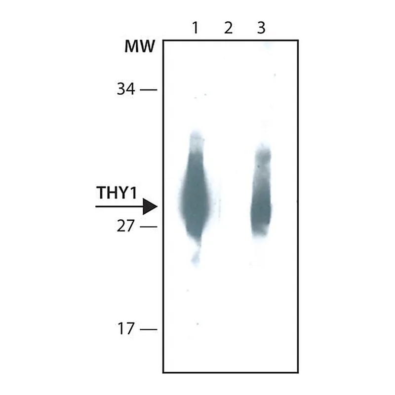 Merck Anti-THY1 antibody, Mouse monoclonal