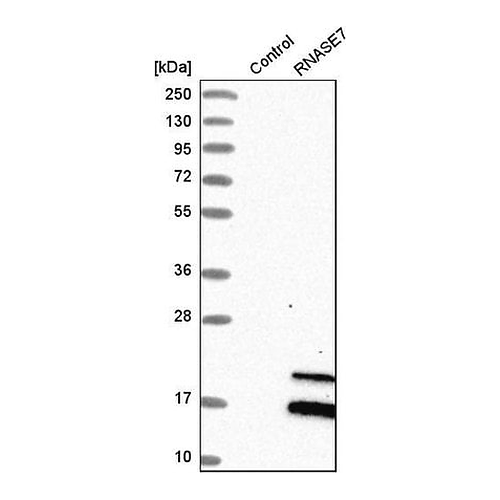 Merck Anti-RNASE7 antibody produced in rabbit