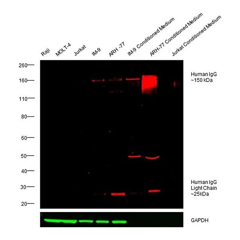 Thermo Fisher Scientific Rabbit anti-Human IgG (H+L) Cross-Adsorbed Secondary Antibody, DyLight 680
