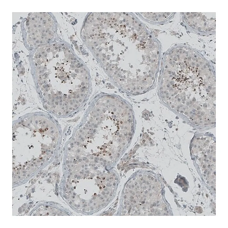 Merck Anti-FBF1 antibody produced in rabbit