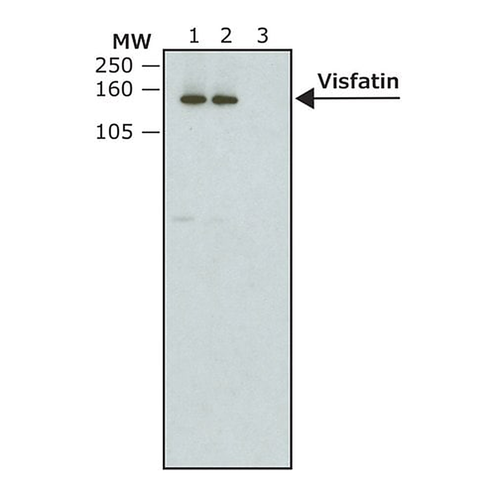Merck Monoclonal Anti-V5-Peroxidase antibody produced in mouse