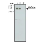 Merck Monoclonal Anti-V5-Peroxidase antibody produced in mouse