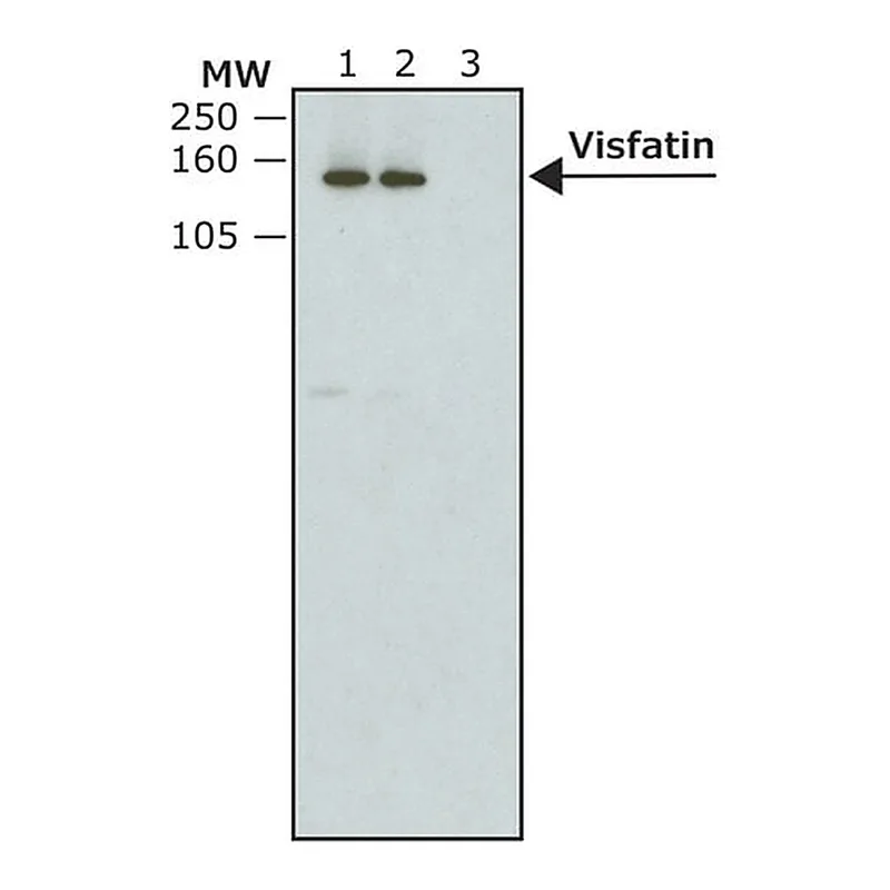 Merck Monoclonal Anti-V5-Peroxidase antibody produced in mouse