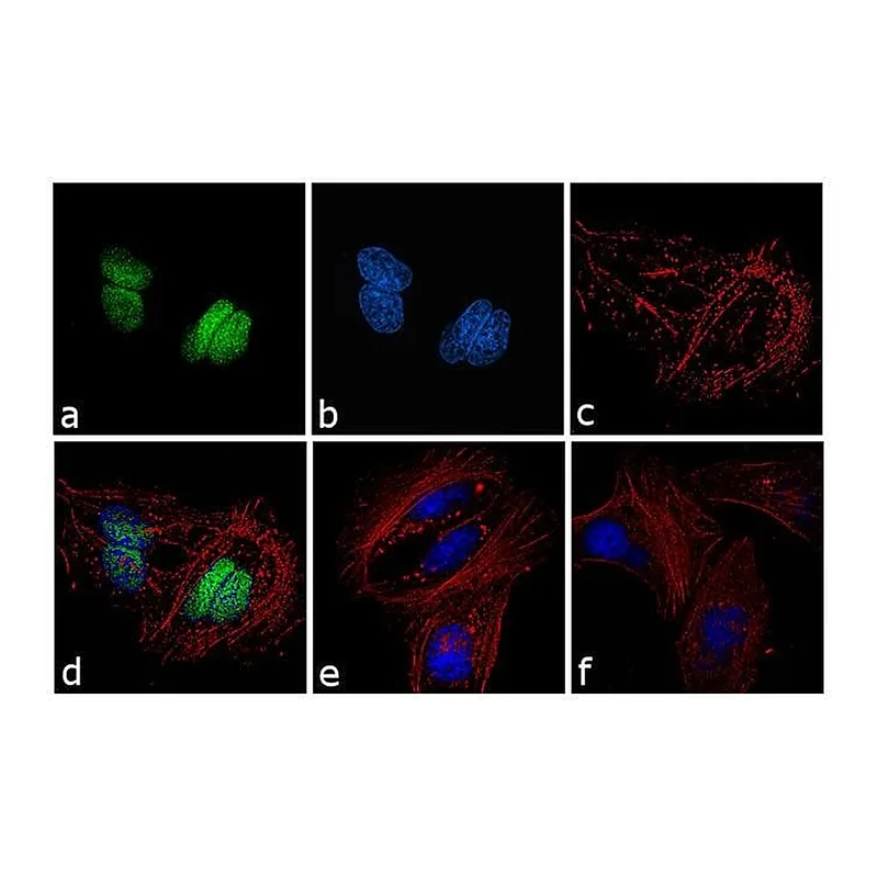 Thermo Fisher Scientific F(ab`)2-Goat anti-Rabbit IgG (H+L) Cross-Adsorbed Secondary Antibody, FITC