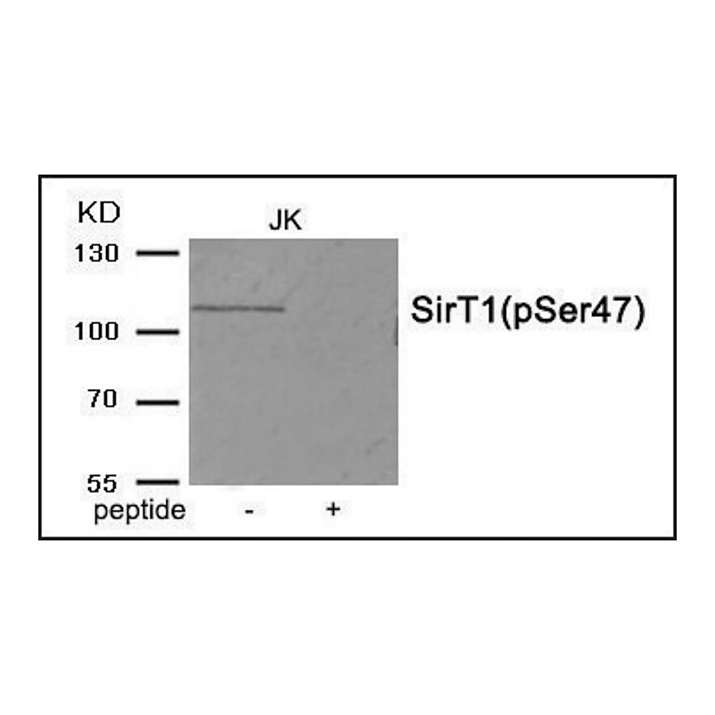 Merck Anti-phospho-SirT1 (pSer47) antibody produced in rabbit