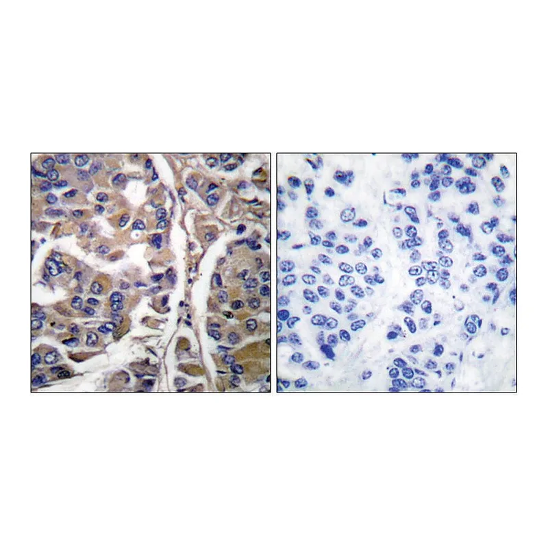 Merck Anti-Keratin 20 antibody produced in rabbit