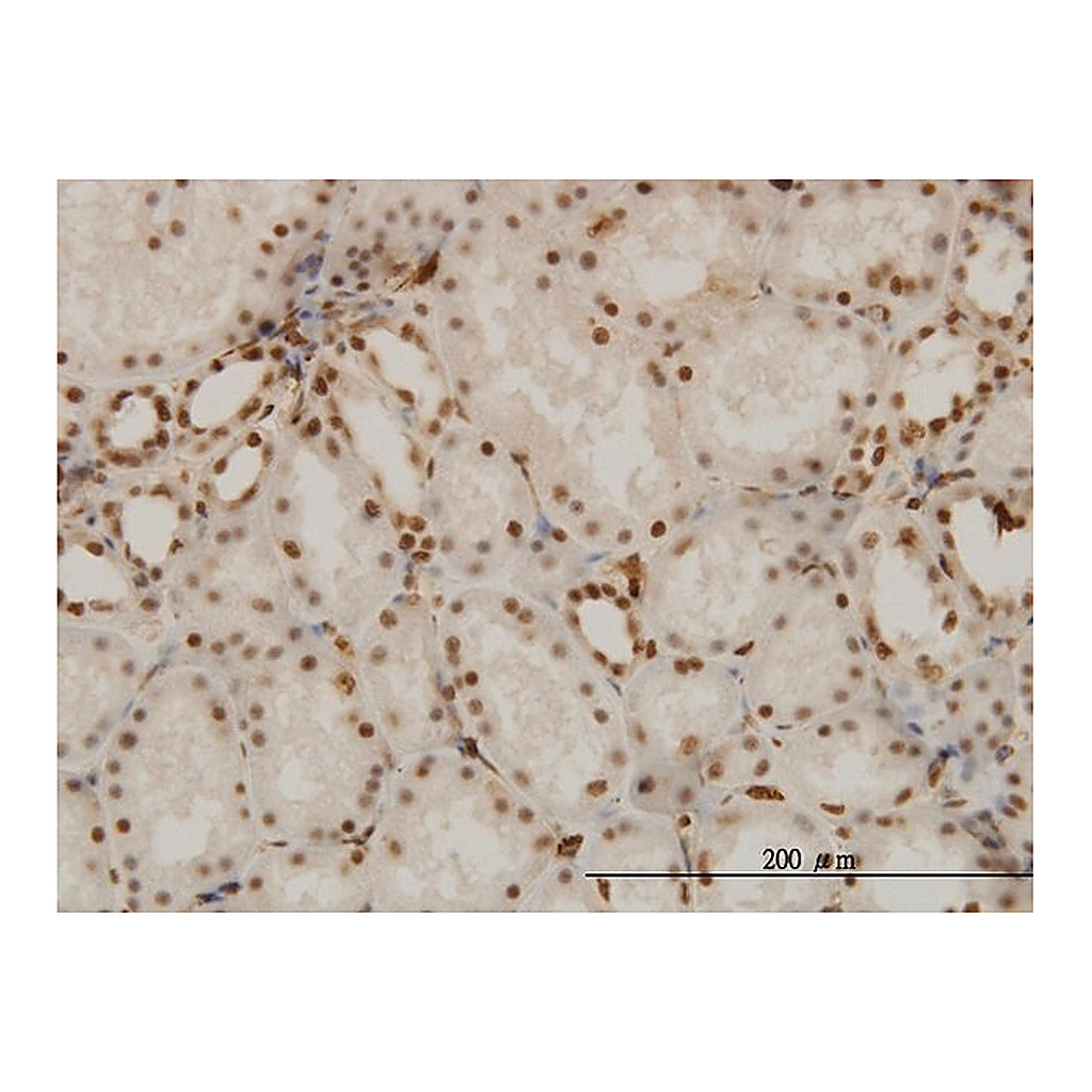 Merck Monoclonal Anti-NR1D1 antibody produced in mouse