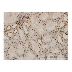 Merck Monoclonal Anti-NR1D1 antibody produced in mouse